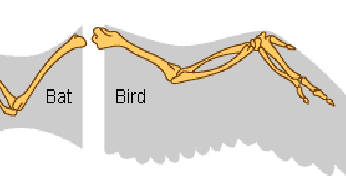 Convergent Evolution-Parallel evolution: | BIOZOOM